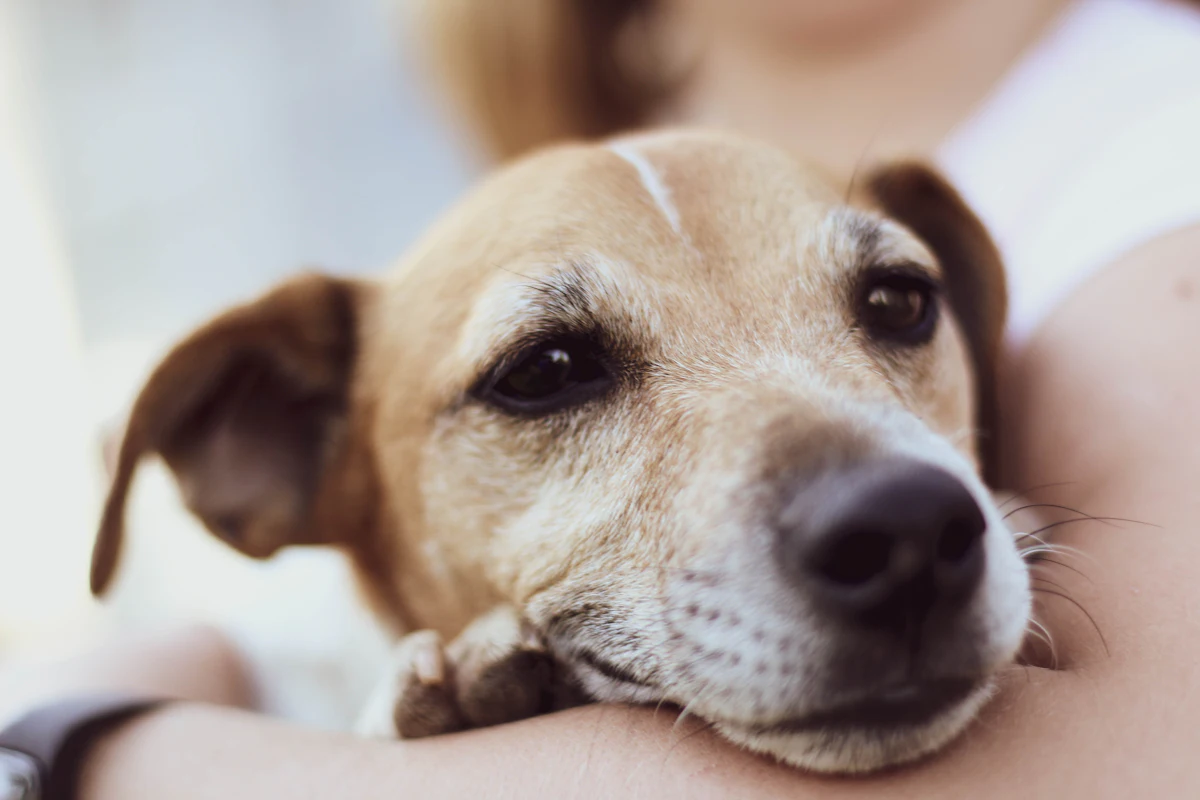 Pancréatite du chien : symptômes, urgence, traitement et coût