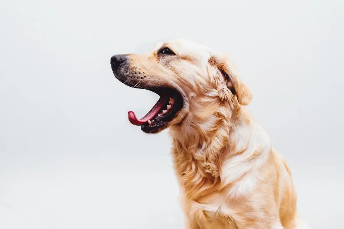 Parvovirose du chien : symptômes, coût du traitement et prévention