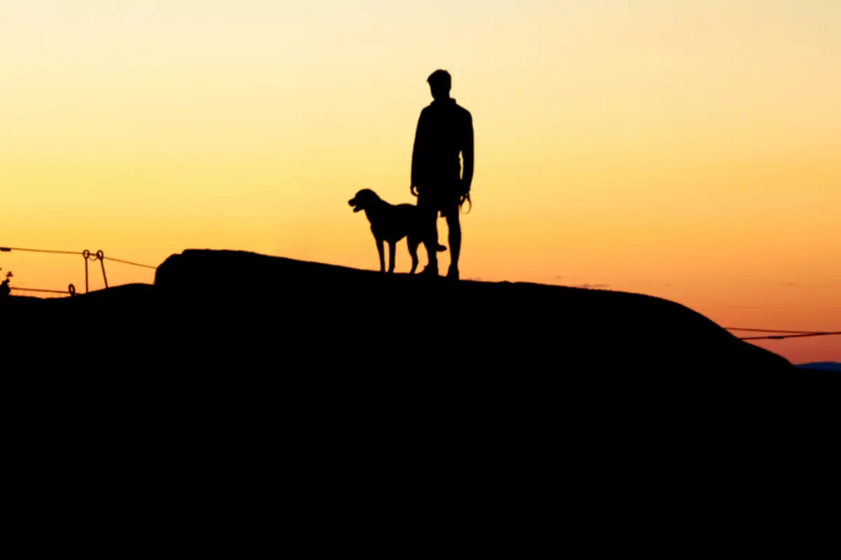 Pelade du chien : causes et traitement en 2026