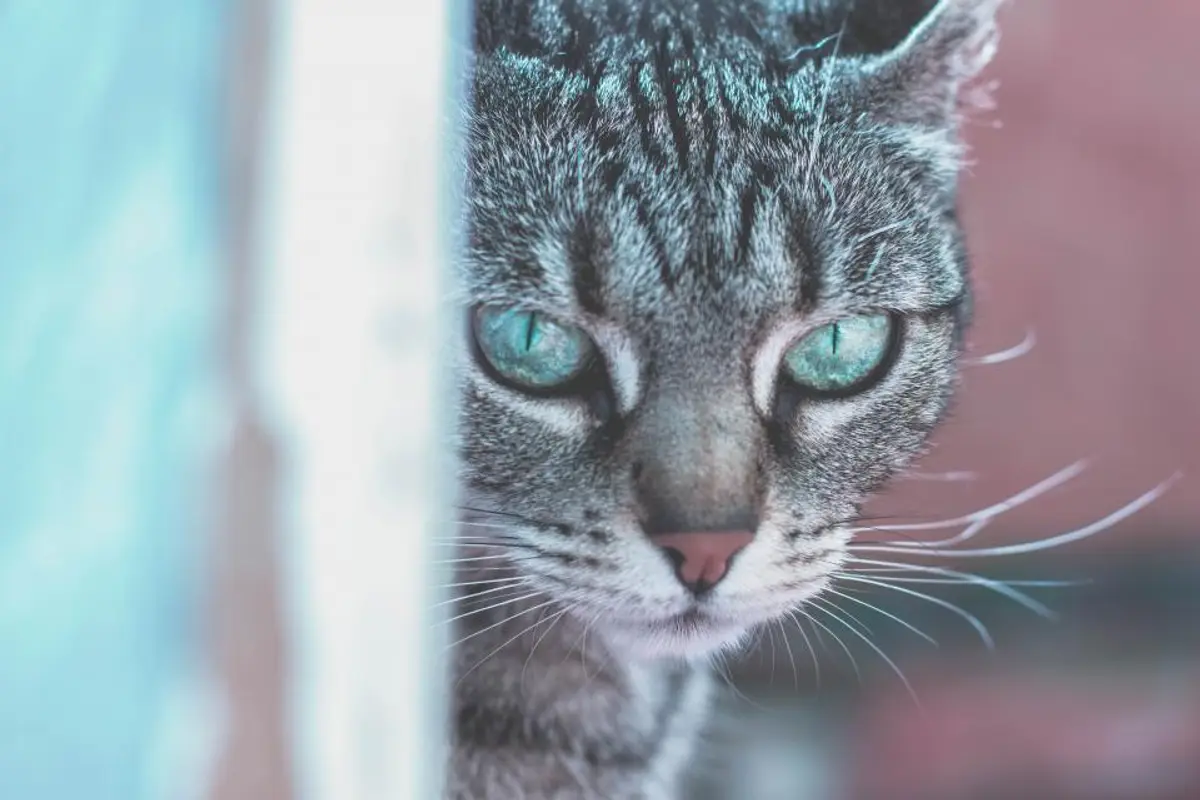 PIF du chat : les symptômes qui alertent et le coût du diagnostic