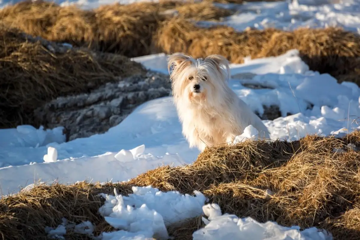 Plafond de remboursement d’assurance animaux : le guide 2026
