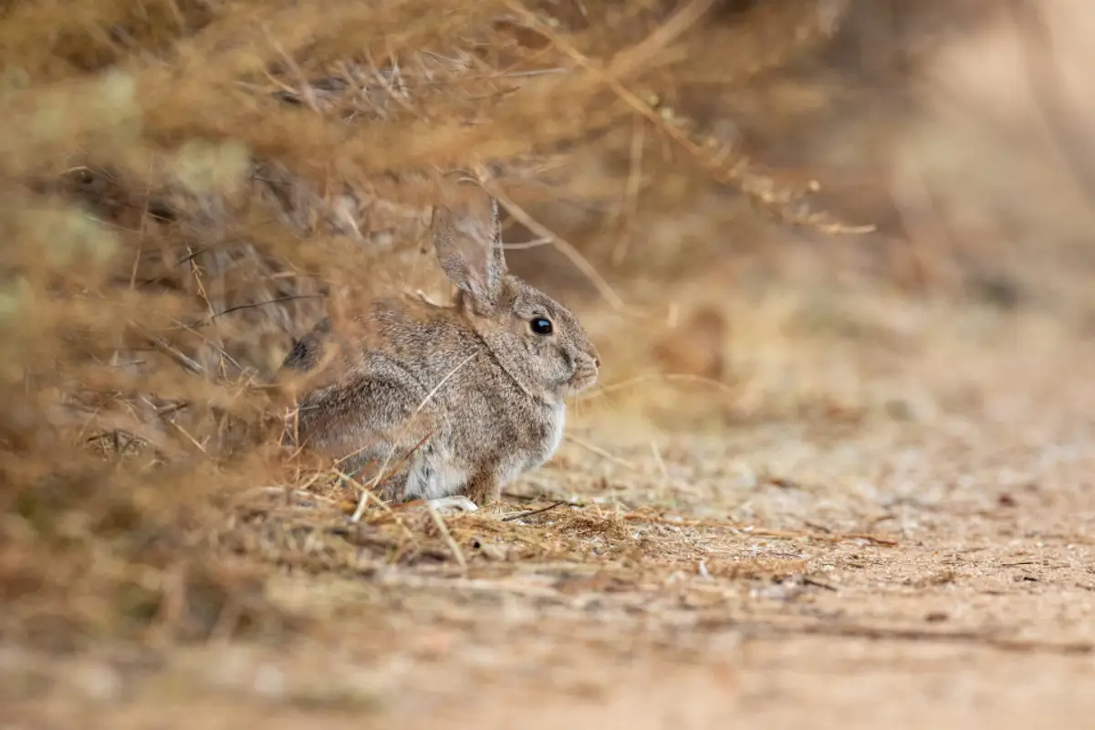 Pododermatite du lapin : stades, traitement et coût des soins