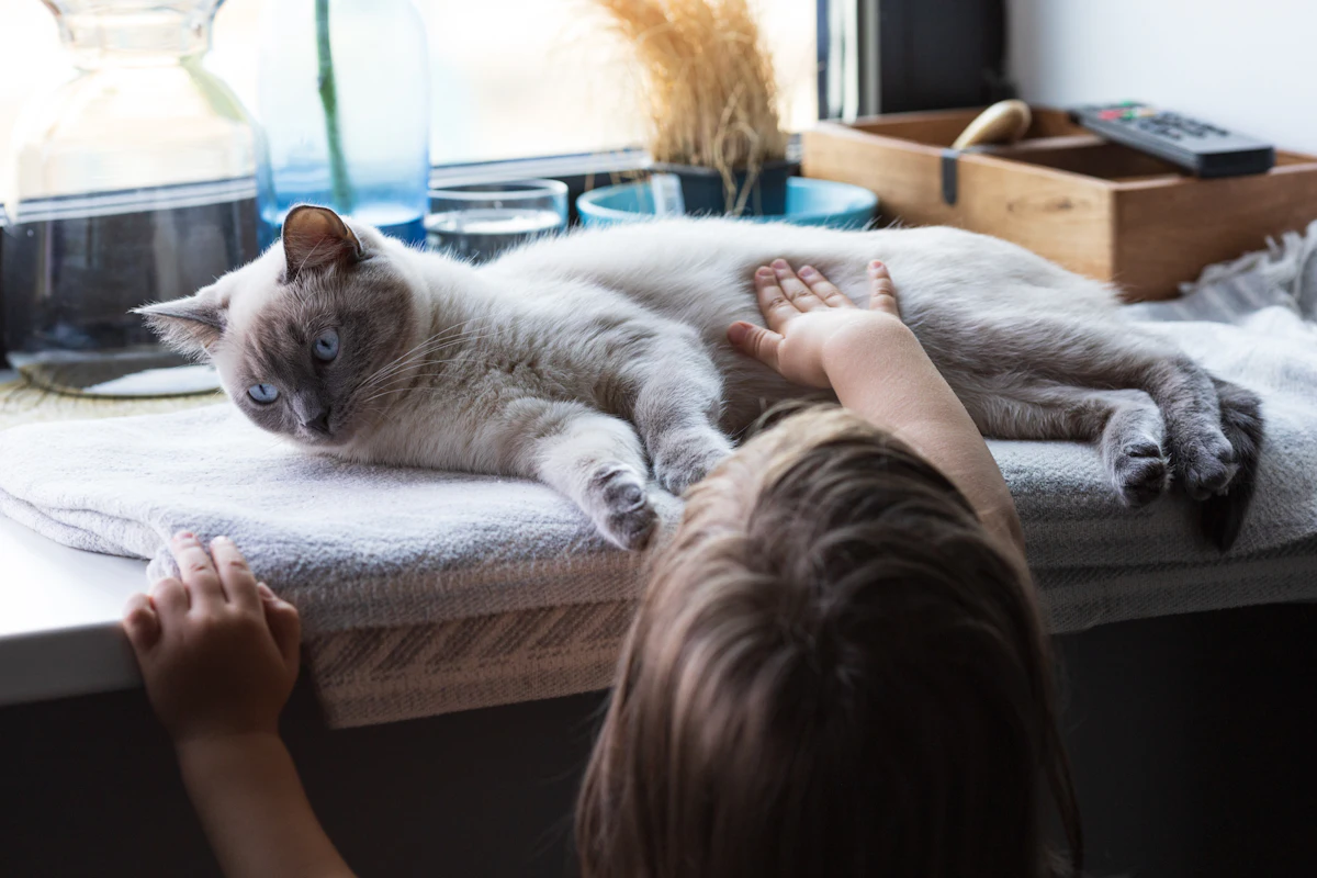 Polykystose rénale du chat (PKD) : symptômes, dépistage, espérance de vie et coût