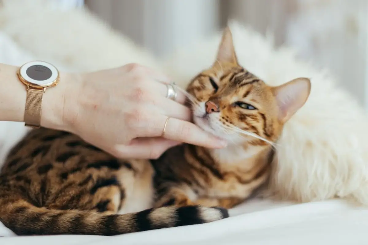 Prix castration chat mâle : tarifs 2026 et prise en charge