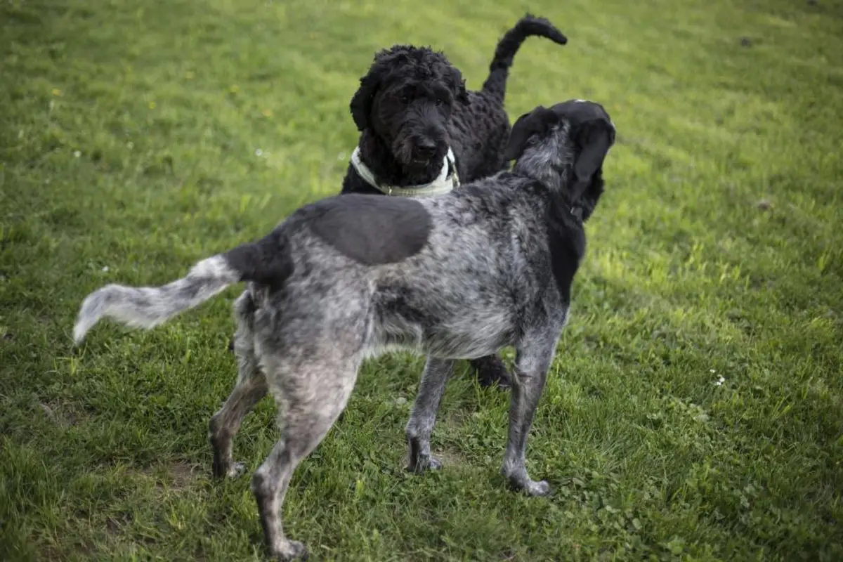 Prix castration chien 2026 : tarifs, gabarit et assurance