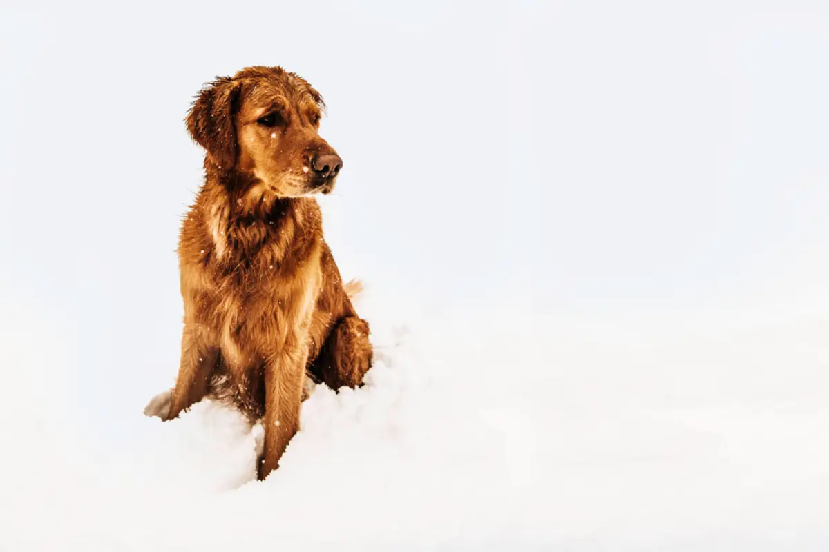 Prix d’un comportementaliste pour chien : tarifs et repères