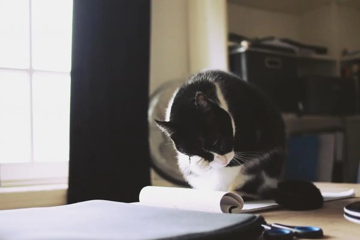 Prix d’une consultation vétérinaire pour chat : tarifs 2026