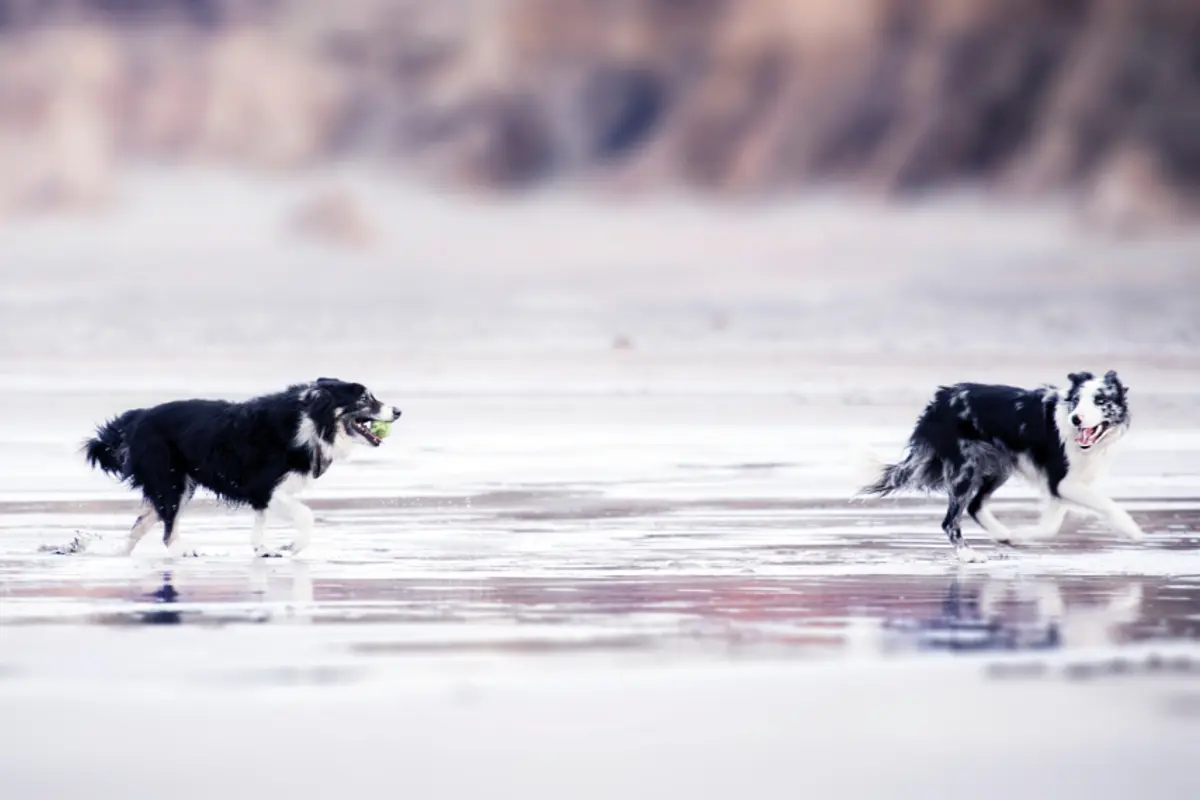 Prix euthanasie chien : coûts 2026, déroulé et accompagnement