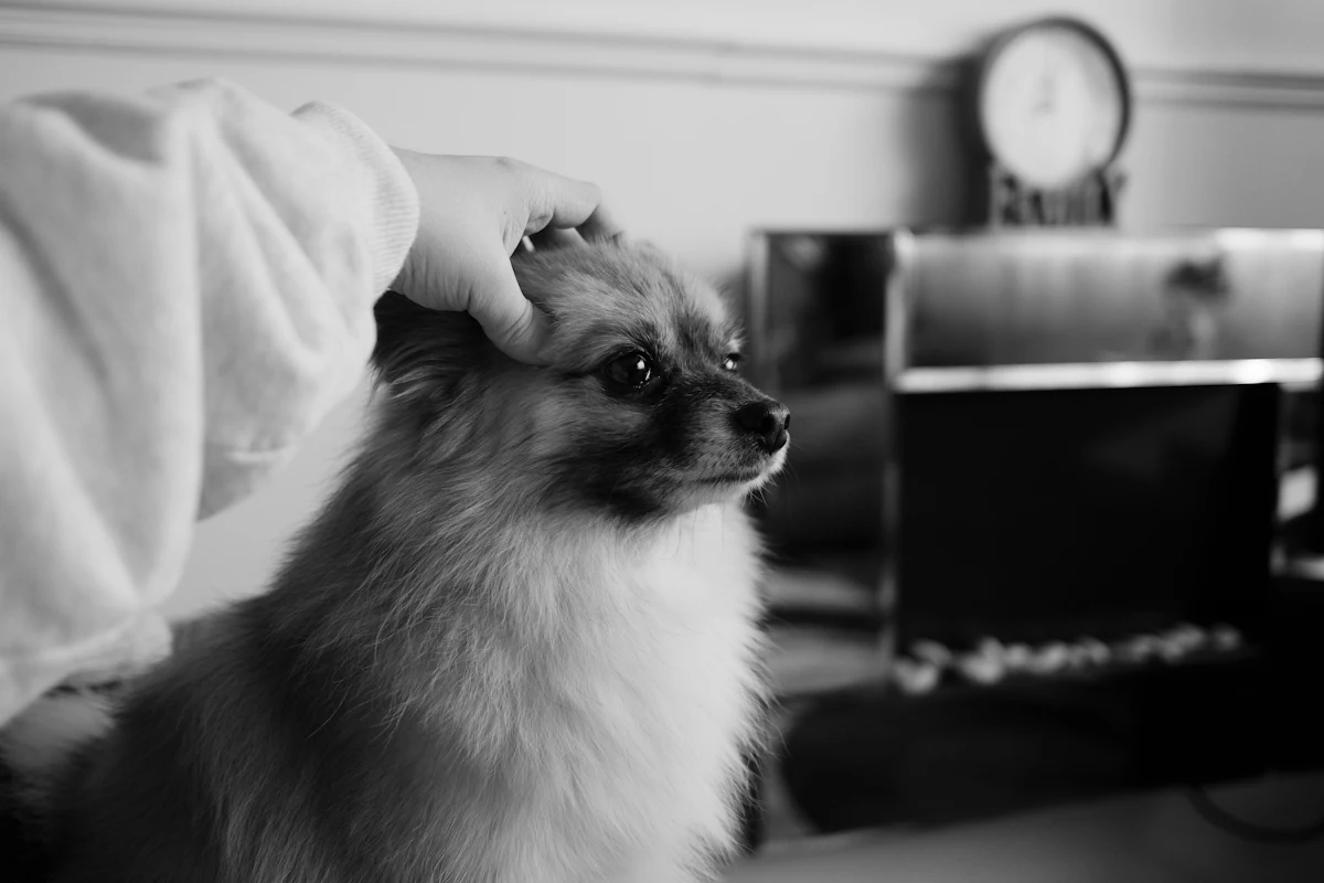 Prix d’une IRM pour chien : 500 à 1 000 € tout compris en 2026