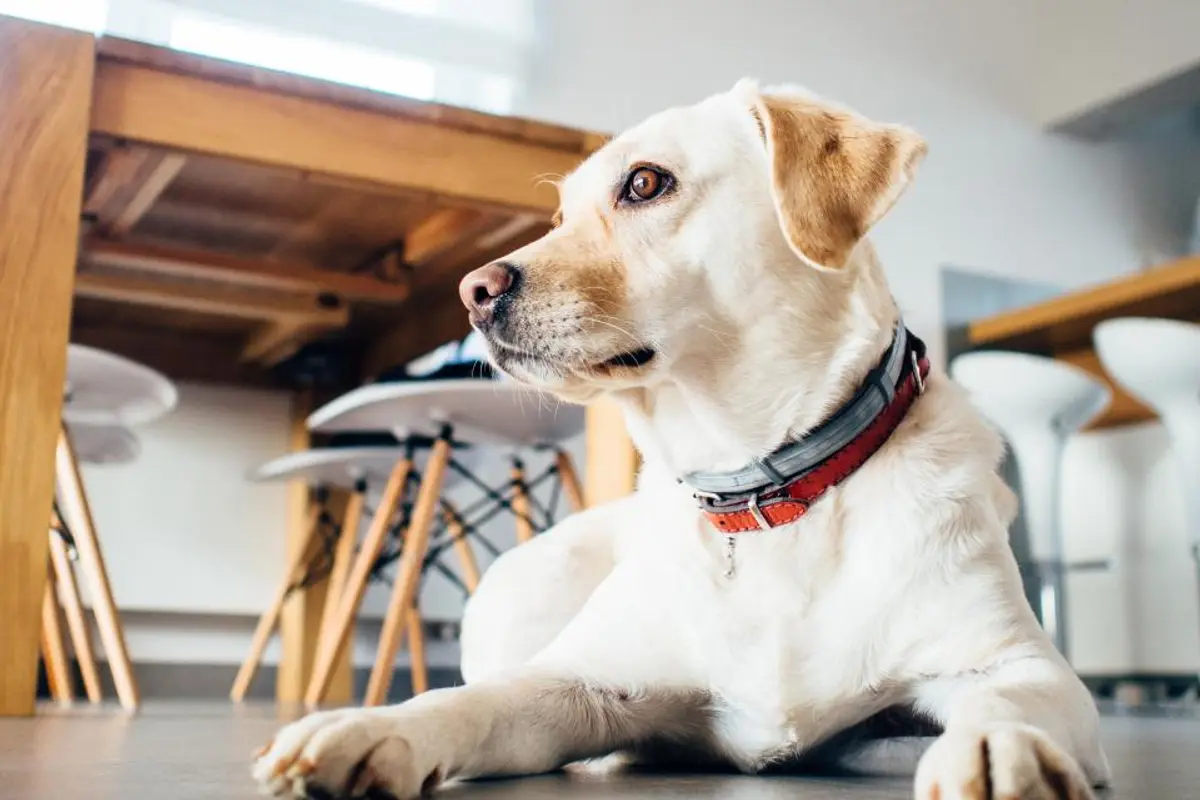 Prix d’une opération du ligament croisé chez le chien : le guide complet