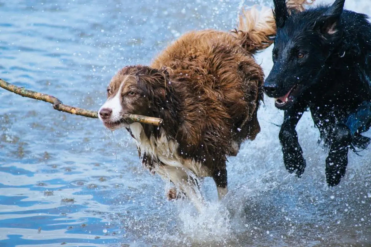 Prix d’une opération de tumeur chez le chien en 2026