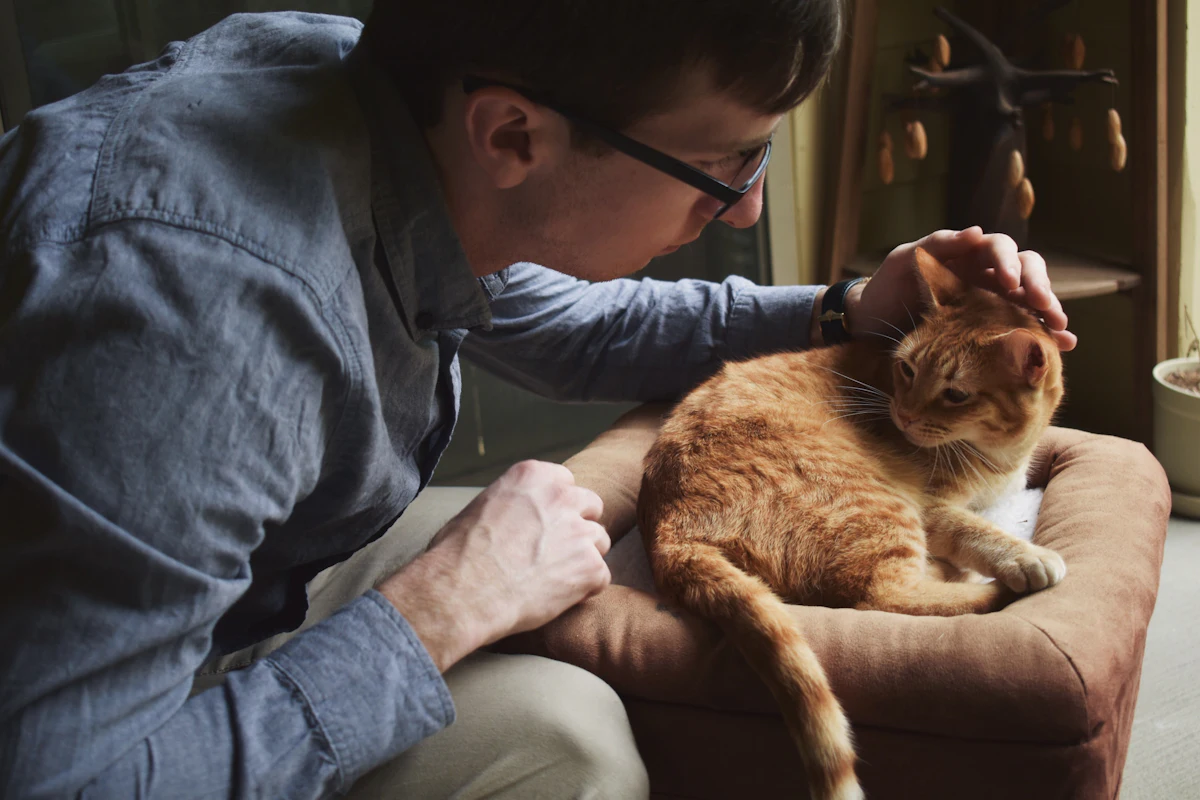 Prix d’une radiographie pour chat : 50 à 150 € en 2026