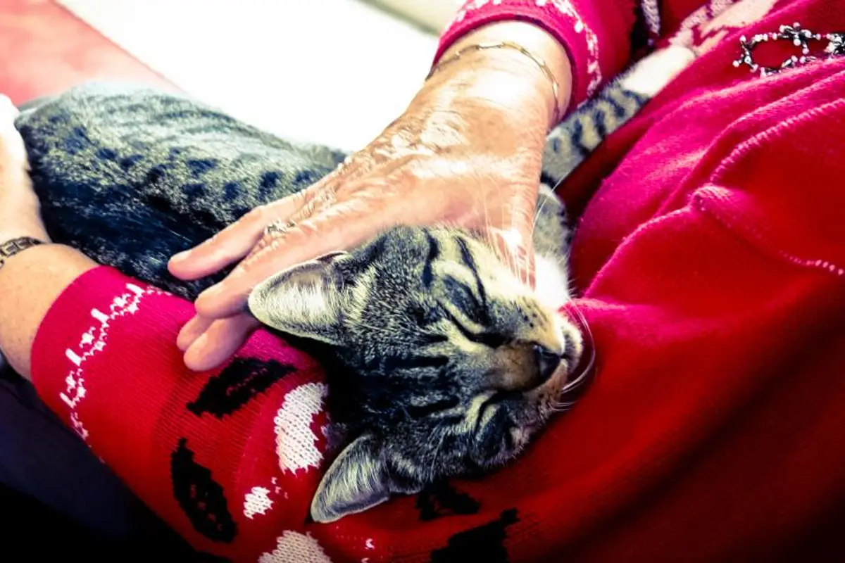 Prix de la stérilisation d’une chatte : combien prévoir en 2026 ?