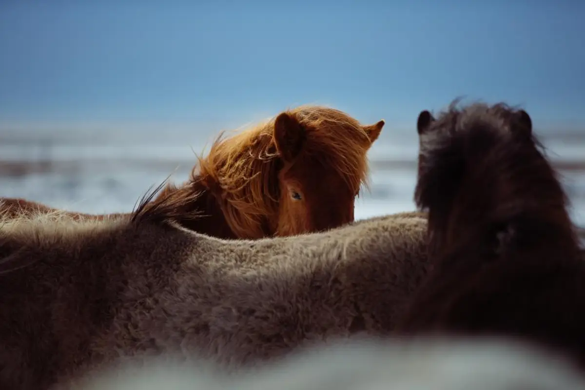 Prix vétérinaire cheval : la grille des actes et soins en 2026