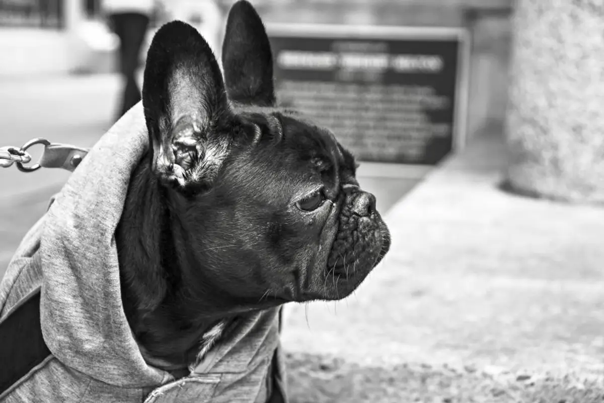 Quand souscrire une assurance chien : le bon moment
