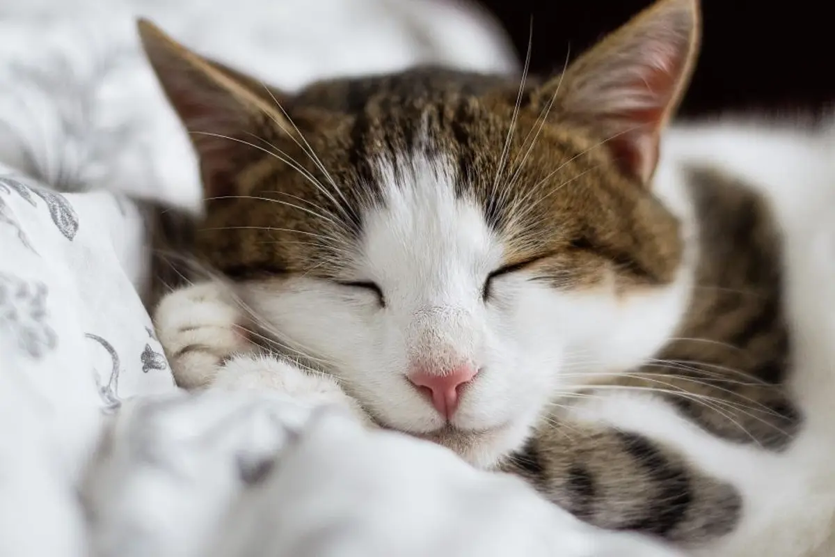 Remboursement frais vétérinaires chat : comment ça marche