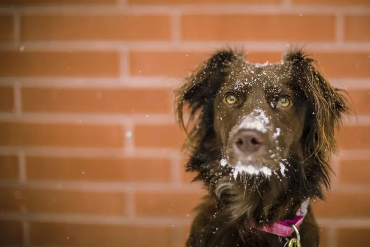Remboursement frais vétérinaires chien : comment ça marche