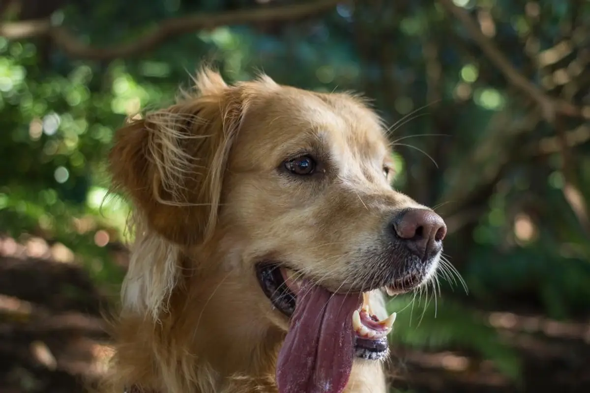 Comment résilier son assurance pour animal ?