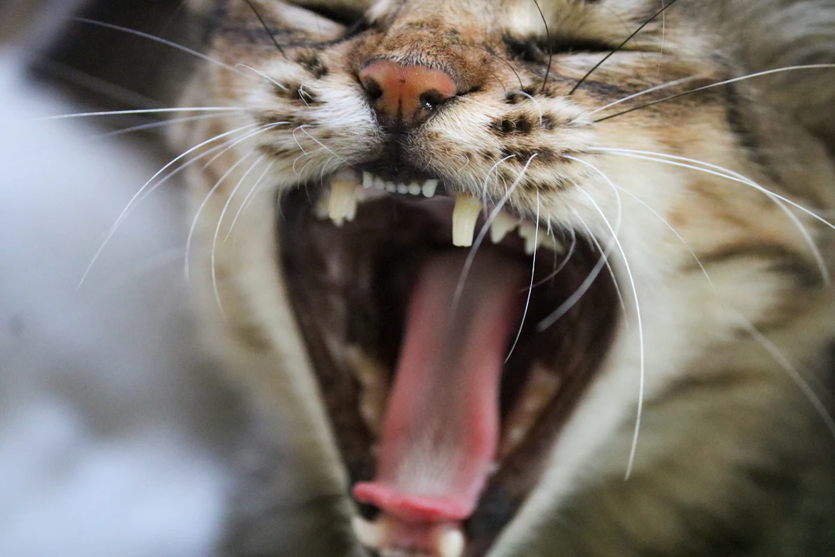 Résorption dentaire du chat : ce que l’examen de la bouche ne montre pas