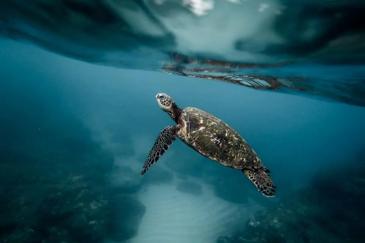 Rétention d’œufs chez la tortue : reconnaître l’urgence et agir vite