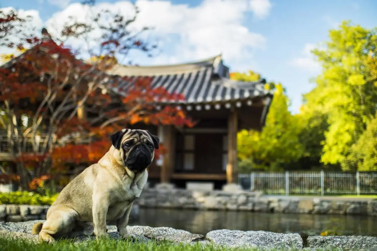 Rupture du ligament croisé chez le chien : symptômes, opération et prix