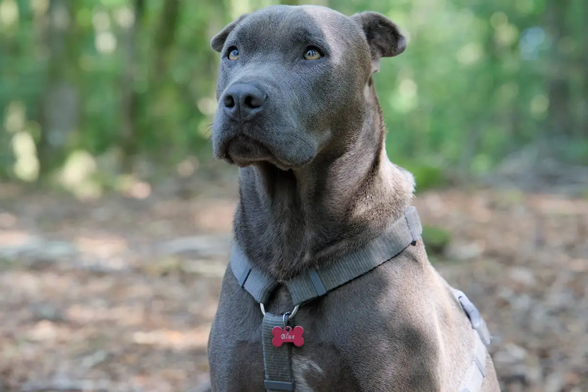 American Staffordshire Terrier : santé, maladies fréquentes et budget vétérinaire