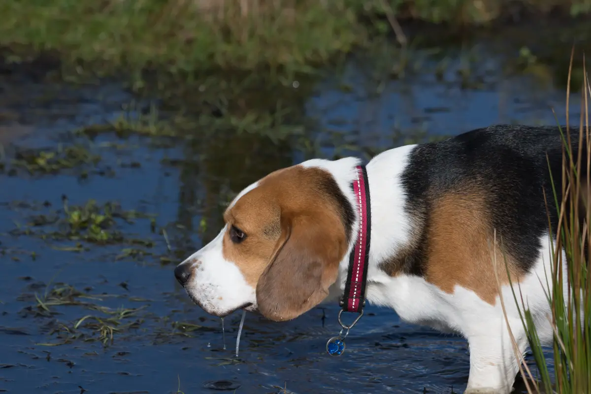 Beagle : santé, maladies fréquentes et budget vétérinaire