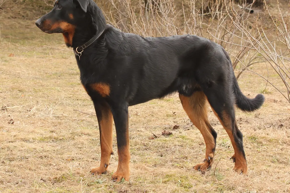 Beauceron : santé, maladies fréquentes et budget vétérinaire