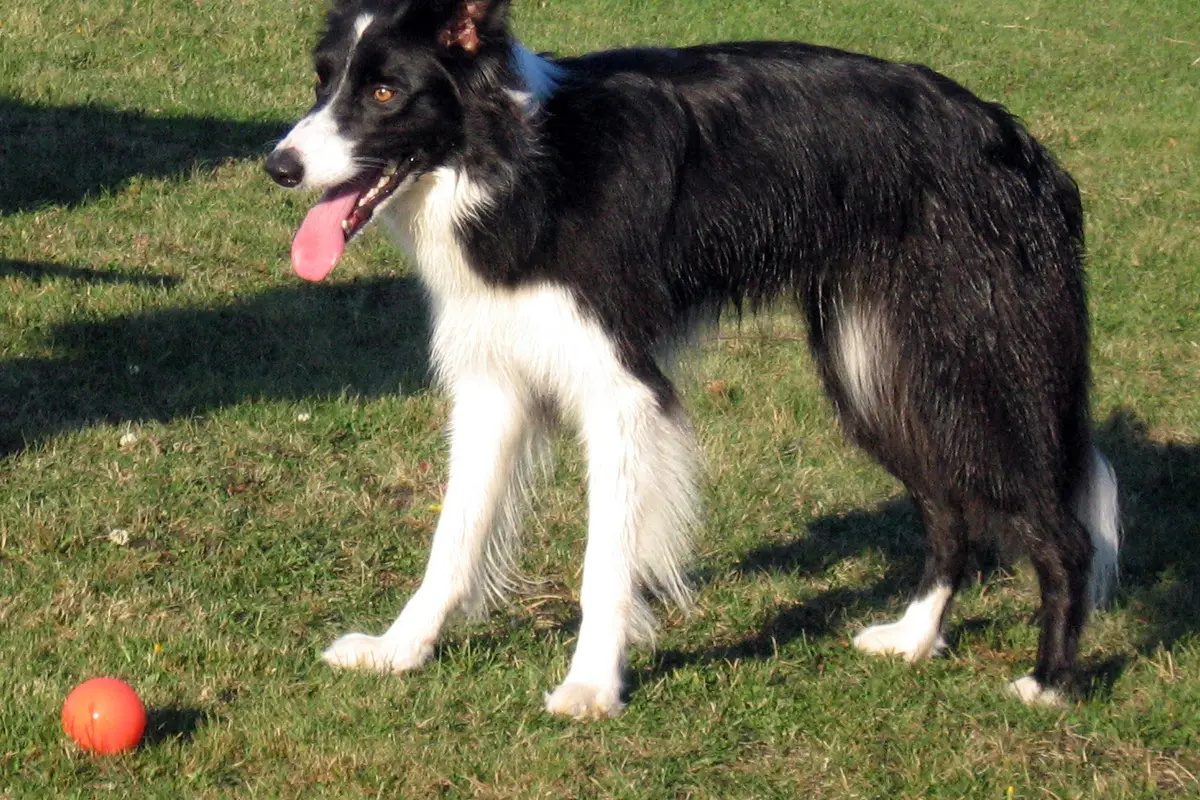 Border Collie : santé, maladies fréquentes et budget vétérinaire