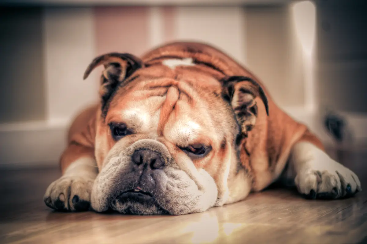 Bouledogue Anglais : santé, maladies fréquentes et budget vétérinaire