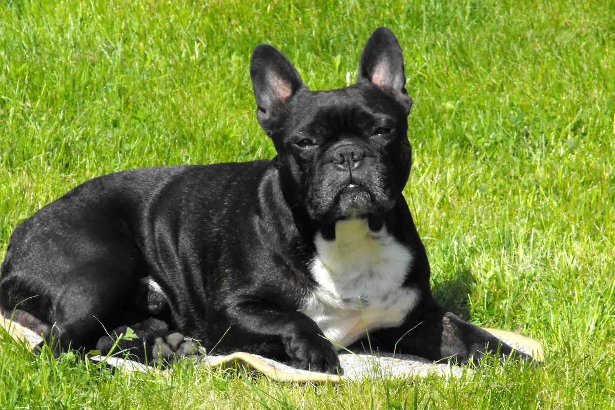 Bouledogue Français : santé, maladies fréquentes et budget vétérinaire