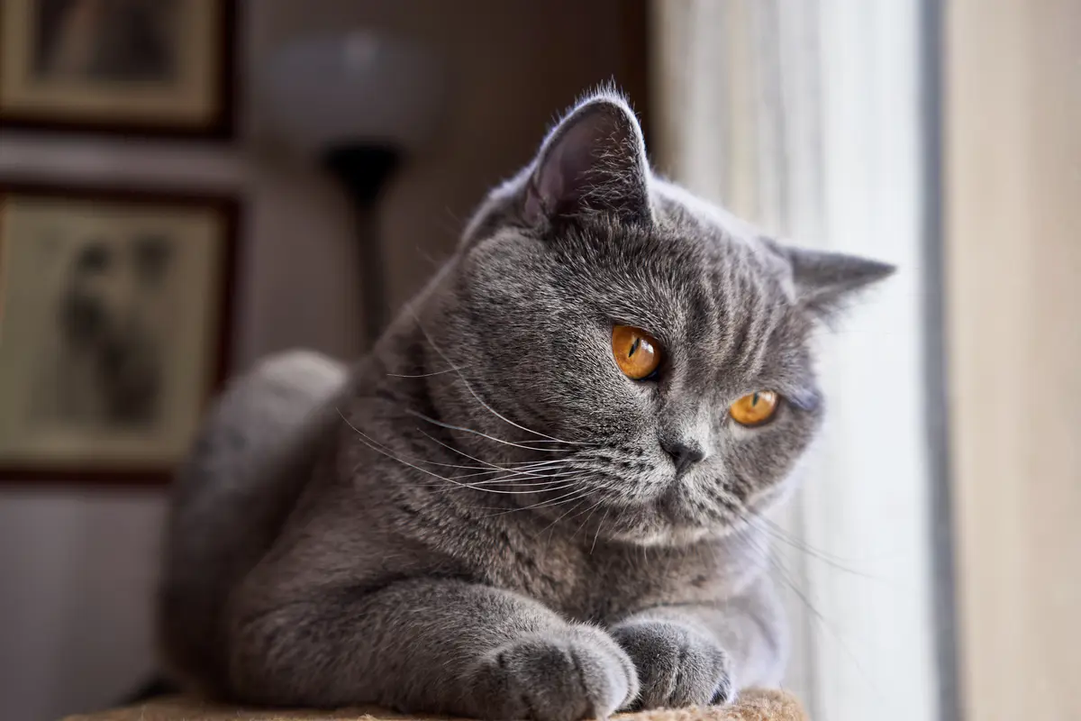 British Shorthair : santé, maladies fréquentes et budget vétérinaire