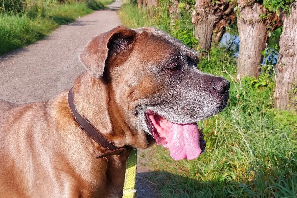 Cane Corso : santé, maladies fréquentes et budget vétérinaire