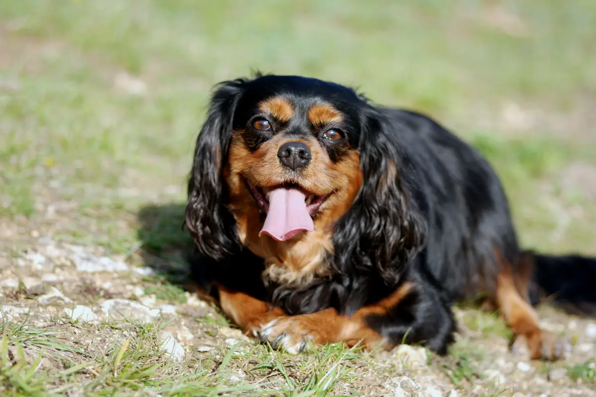 Cavalier King Charles : santé, maladies fréquentes et budget vétérinaire