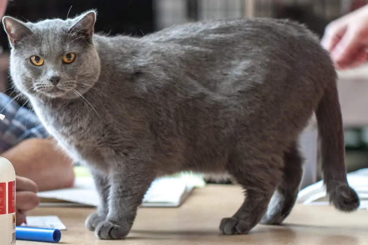 Chartreux : santé, maladies fréquentes et budget vétérinaire