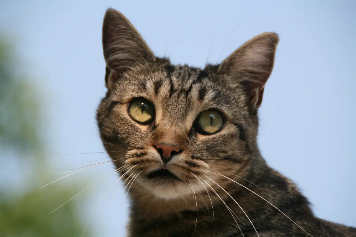 Chat Européen : santé, maladies fréquentes et budget vétérinaire