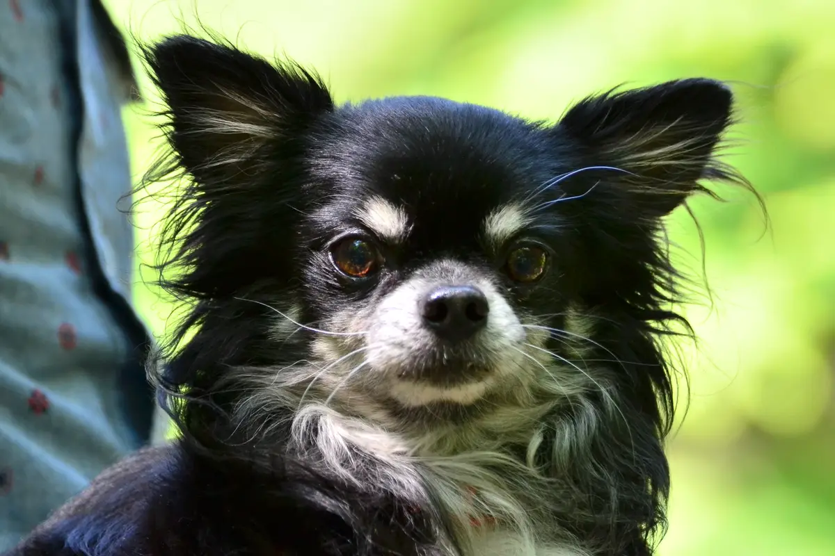 Chihuahua : santé, maladies fréquentes et budget vétérinaire