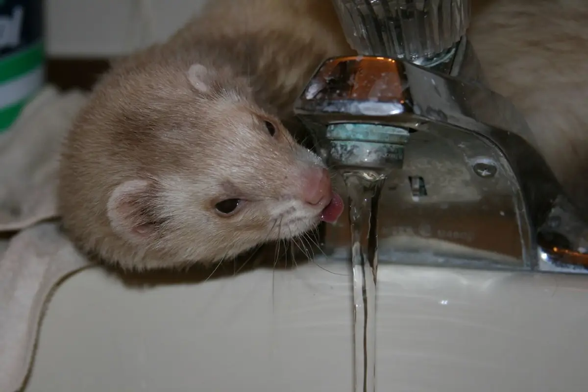 Santé du furet : maladies fréquentes, prévention et budget vétérinaire