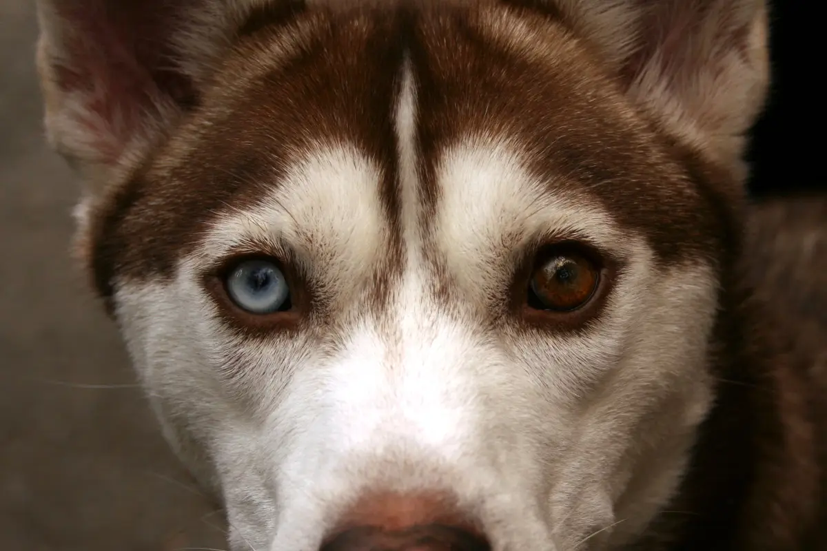 Husky Sibérien : santé, maladies fréquentes et budget vétérinaire