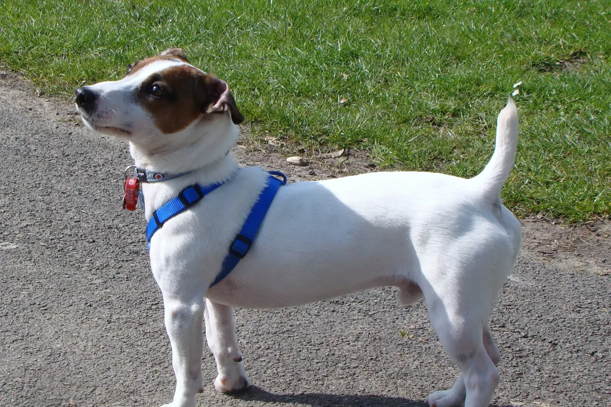 Jack Russell : santé, maladies fréquentes et budget vétérinaire