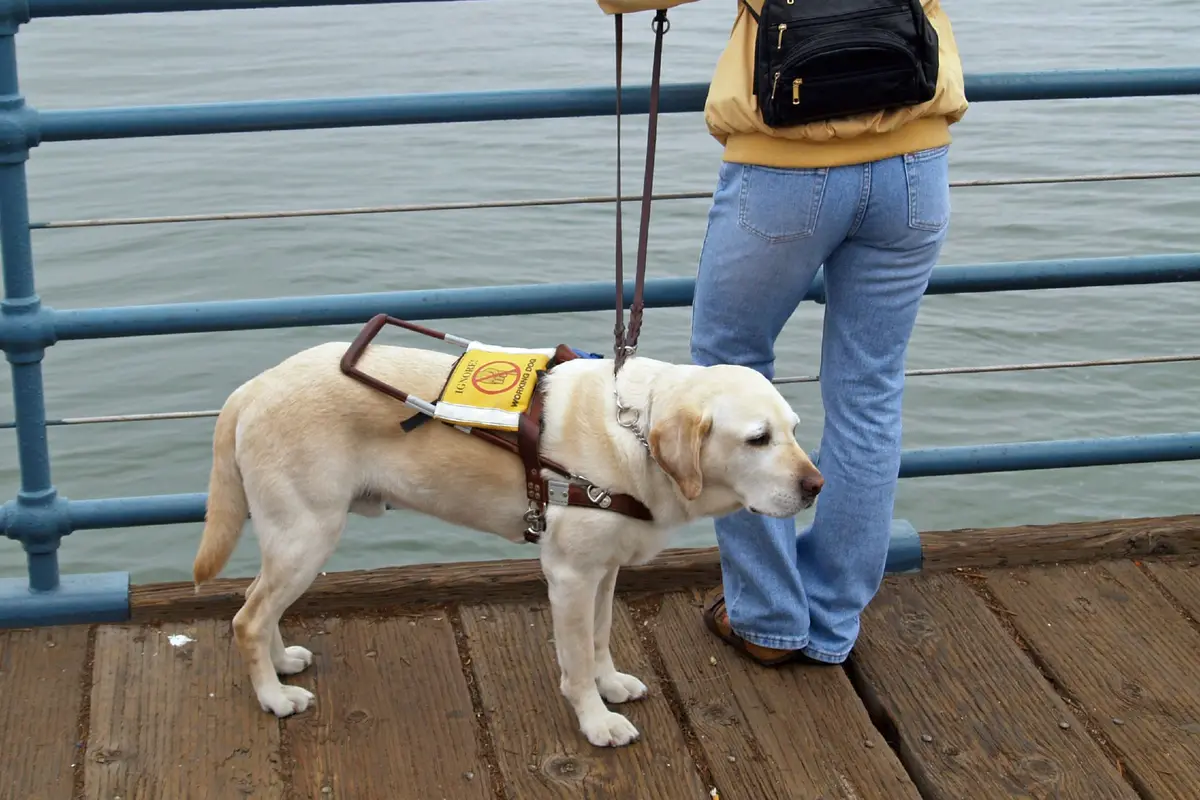 Labrador : santé, maladies fréquentes et budget vétérinaire