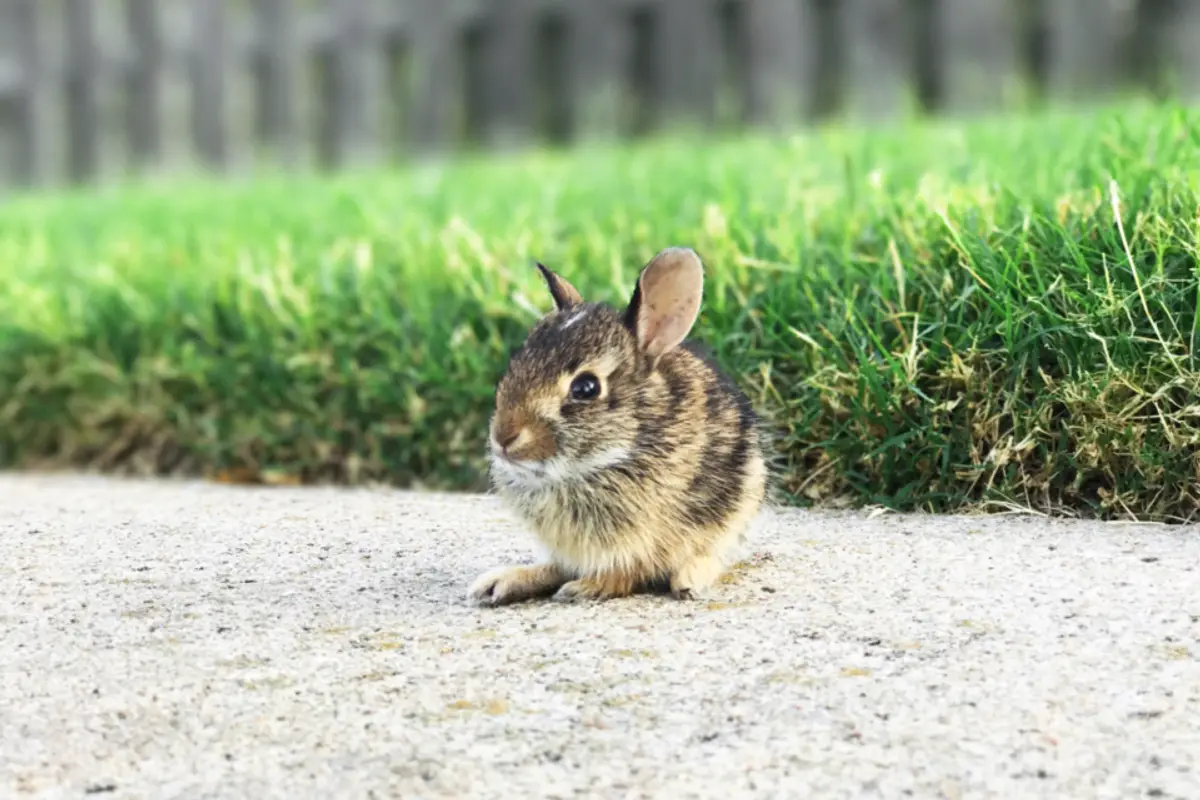 Santé du lapin : maladies fréquentes, prévention et budget vétérinaire