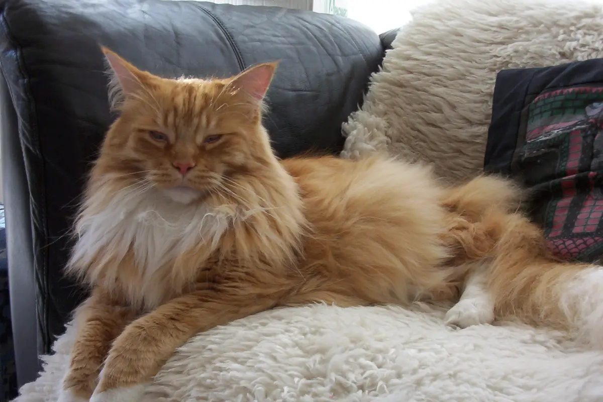 Maine Coon : santé, maladies fréquentes et budget vétérinaire