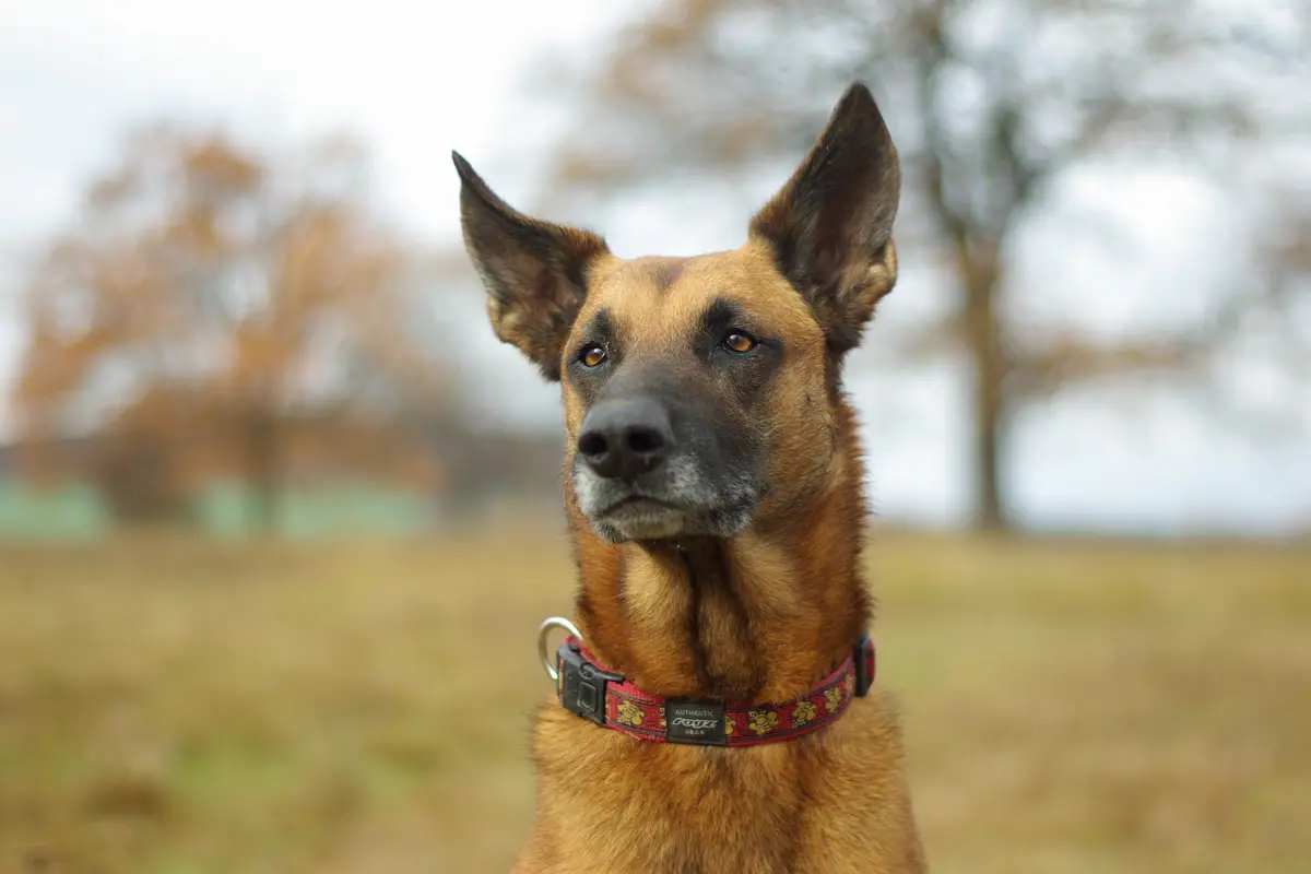 Berger Belge Malinois : santé, maladies fréquentes et budget vétérinaire