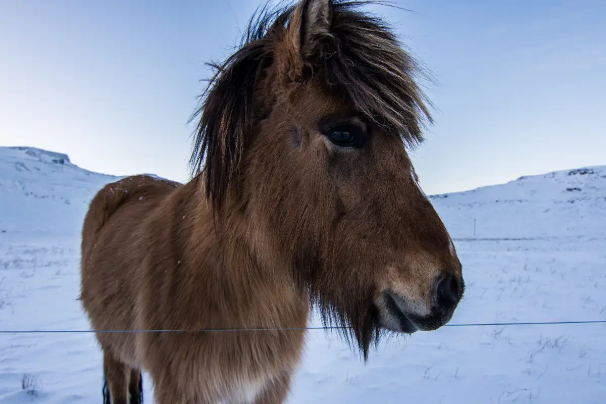 Santé du poney : maladies fréquentes, prévention et budget vétérinaire