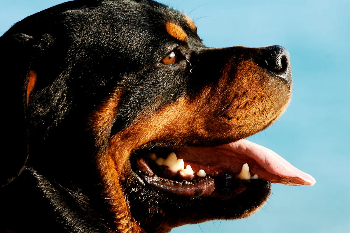Rottweiler : santé, maladies fréquentes et budget vétérinaire