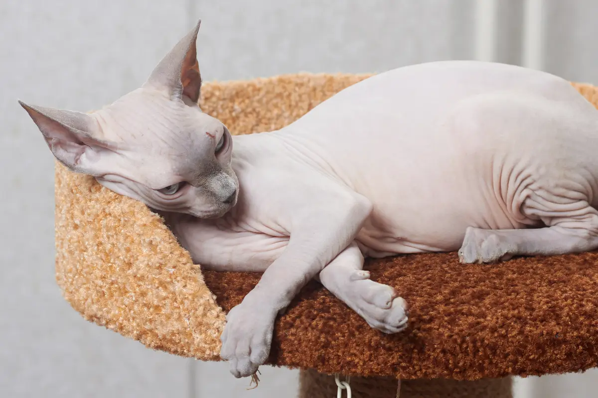 Sphynx : santé, maladies fréquentes et budget vétérinaire