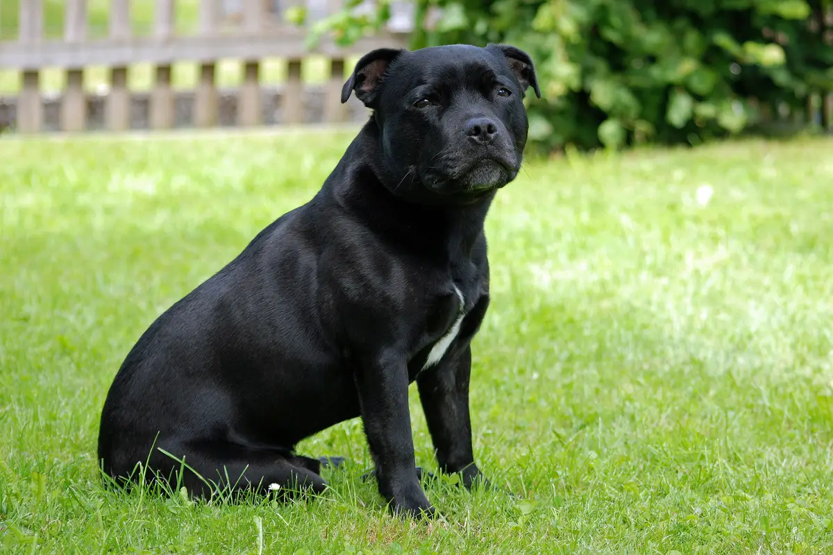 Staffordshire Bull Terrier : santé, maladies fréquentes et budget vétérinaire