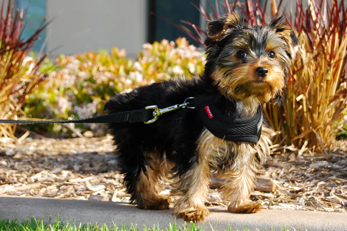 Yorkshire Terrier : santé, maladies fréquentes et budget vétérinaire