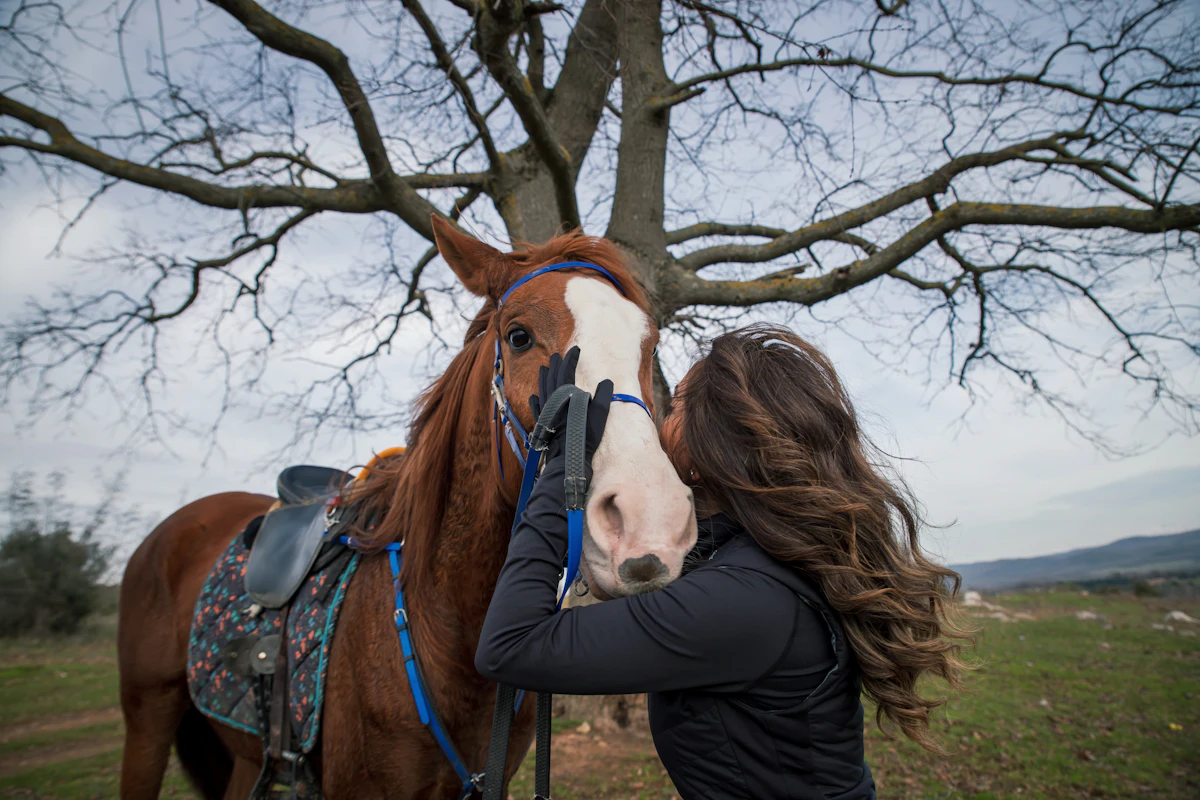 Sarcoïde du cheval : symptômes, traitements et coût des soins